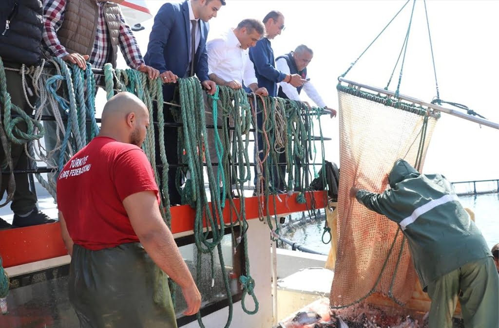 Samsun'da Türk Somonu hasadı