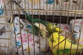 Anne-babasına zor anlar yaşatan yavru kuş