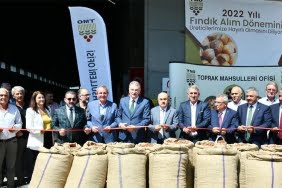 Sezonun ilk fındığını TMO aldı