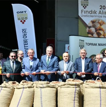 Sezonun ilk fındığını TMO aldı