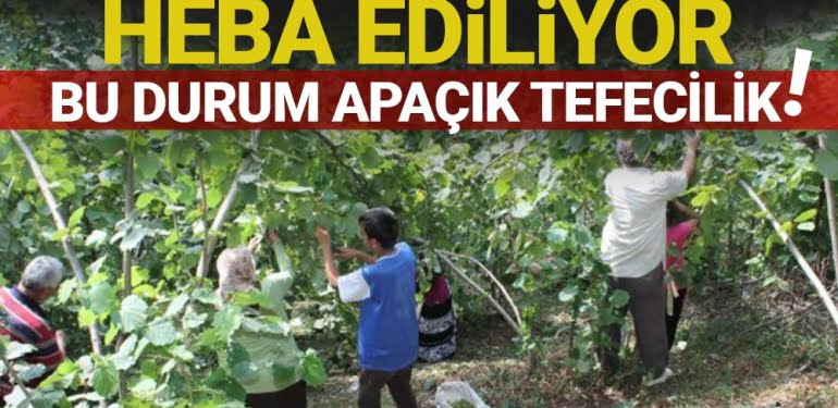 Fındık'ta dönen oyunların herkes farkında…