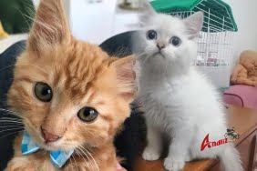 Evcil hayvanı olanların dikkatine