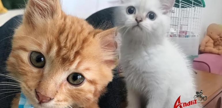 Evcil hayvanı olanların dikkatine