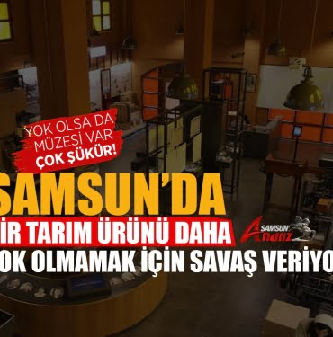 Samsun'da tütün üreticileri destek bekliyor