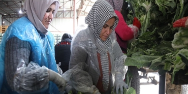 Samsun'dan Avrupa Birliği Ülkelerine İhracat Arttı