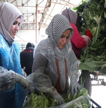Samsun'dan Avrupa Birliği Ülkelerine İhracat Arttı