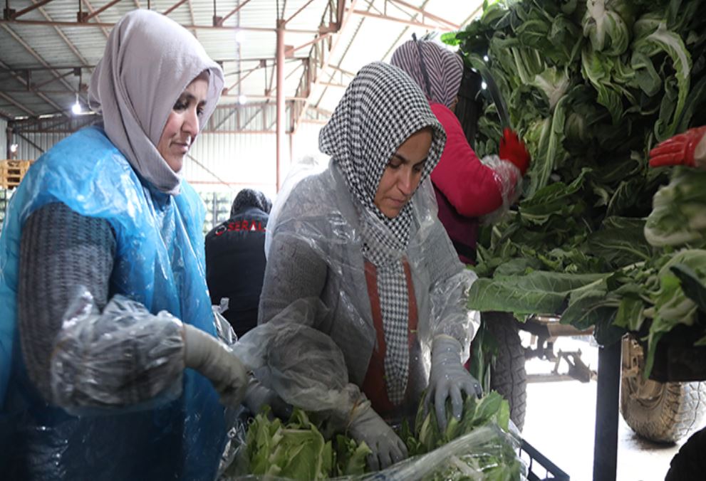Samsun'dan Avrupa Birliği Ülkelerine İhracat Arttı