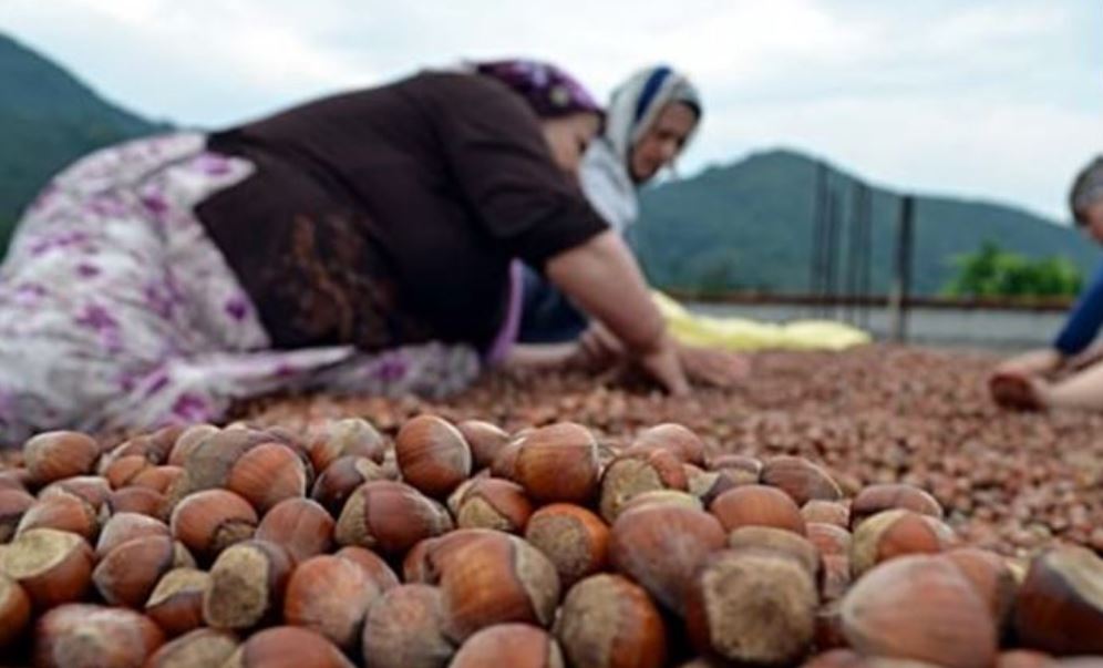 Fındık Üreticilerine 'Dolandırıcılık' Uyarısı