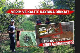 Samsun'da Fındık İçin Önemli Uyarı!