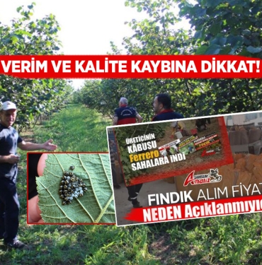 Samsun'da Fındık İçin Önemli Uyarı!