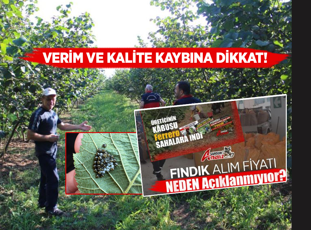 Samsun'da Fındık İçin Önemli Uyarı!