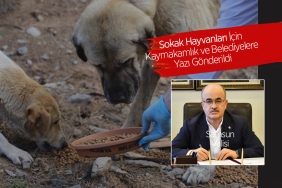Sokak Hayvanları İçin Gereken Yapılsın Talimatı
