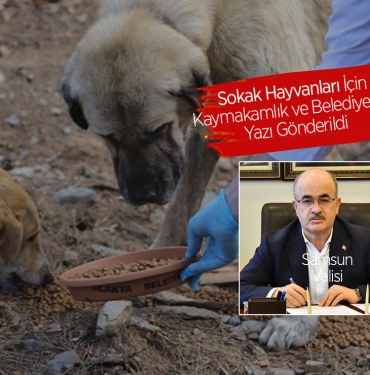 Sokak Hayvanları İçin Gereken Yapılsın Talimatı