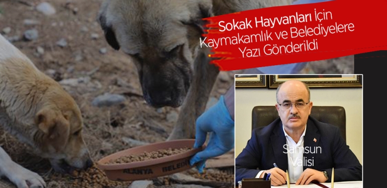 Sokak Hayvanları İçin Gereken Yapılsın Talimatı