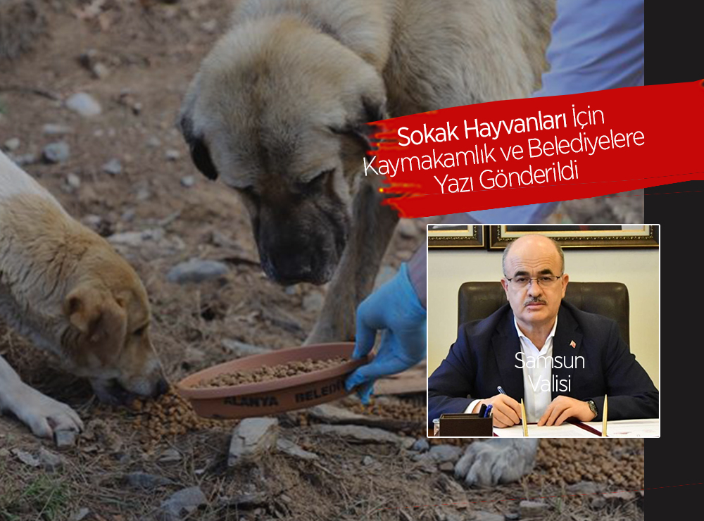 Sokak Hayvanları İçin Gereken Yapılsın Talimatı