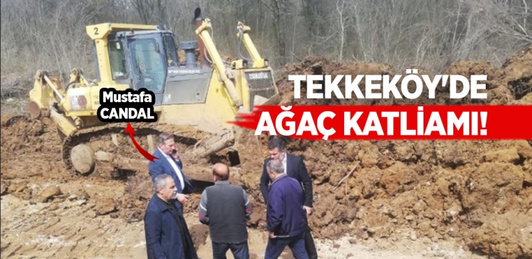 Tekkeköy’deki Tabiat Parkı’nda Ağaç Katliamı!