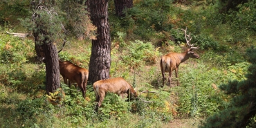 DSİ’den Yaban Hayata Can Suyu