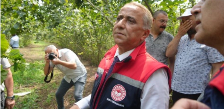 Samsun’da Rekolte Çalışmaları Hızla Devam Ediyor