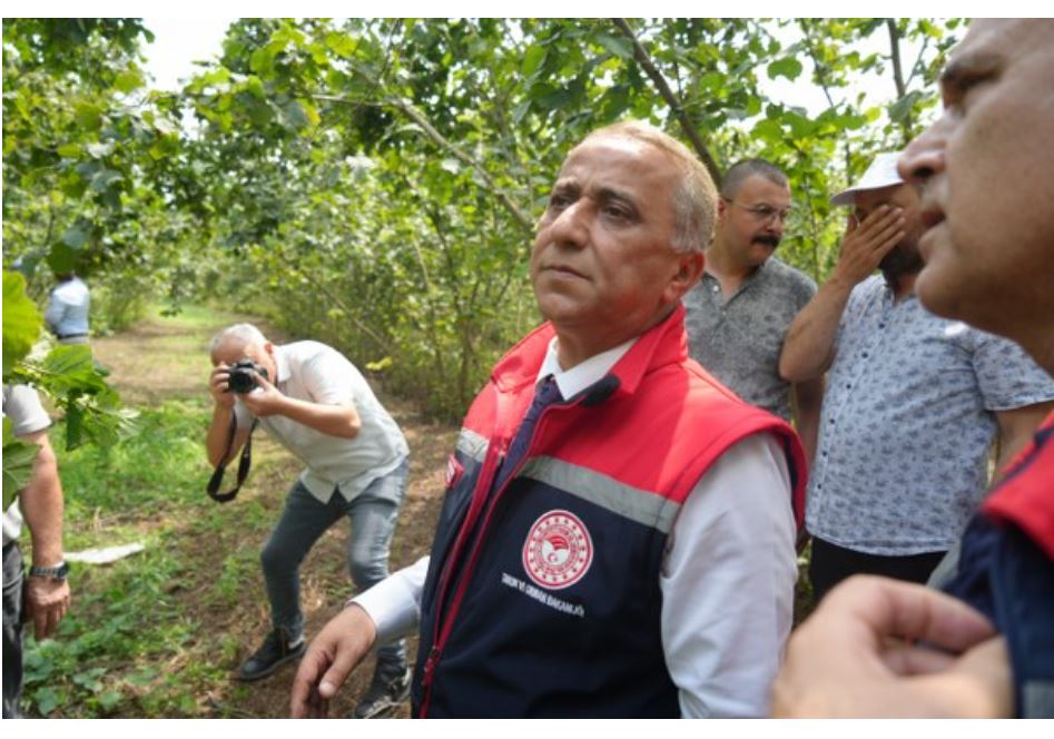 Samsun'da Rekolte Çalışmaları Hızla Devam Ediyor