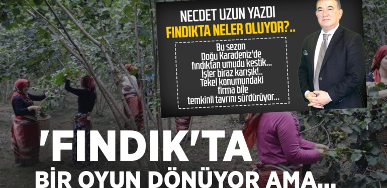 Fındıkta Neler Oluyor?