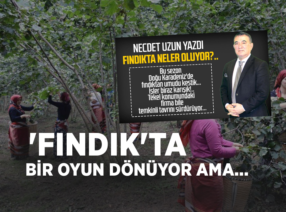 Fındıkta Neler Oluyor