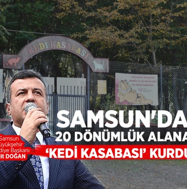 Samsun'da 'Kedi Kasabası' Kuruldu