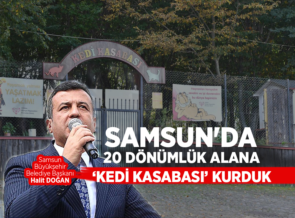 Samsun'da 'Kedi Kasabası' Kuruldu