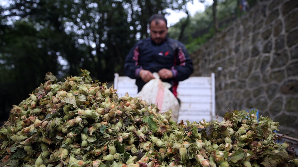 Fındık Fiyatları Ne Durumda