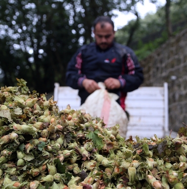 Fındık Fiyatları Ne Durumda