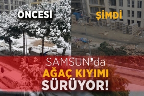 Samsun’da Ağaç Kıyımı Sürüyor!