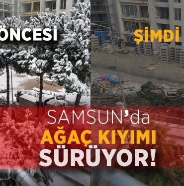 Samsun’da Ağaç Kıyımı Sürüyor!