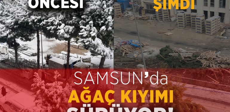 Samsun’da Ağaç Kıyımı Sürüyor!