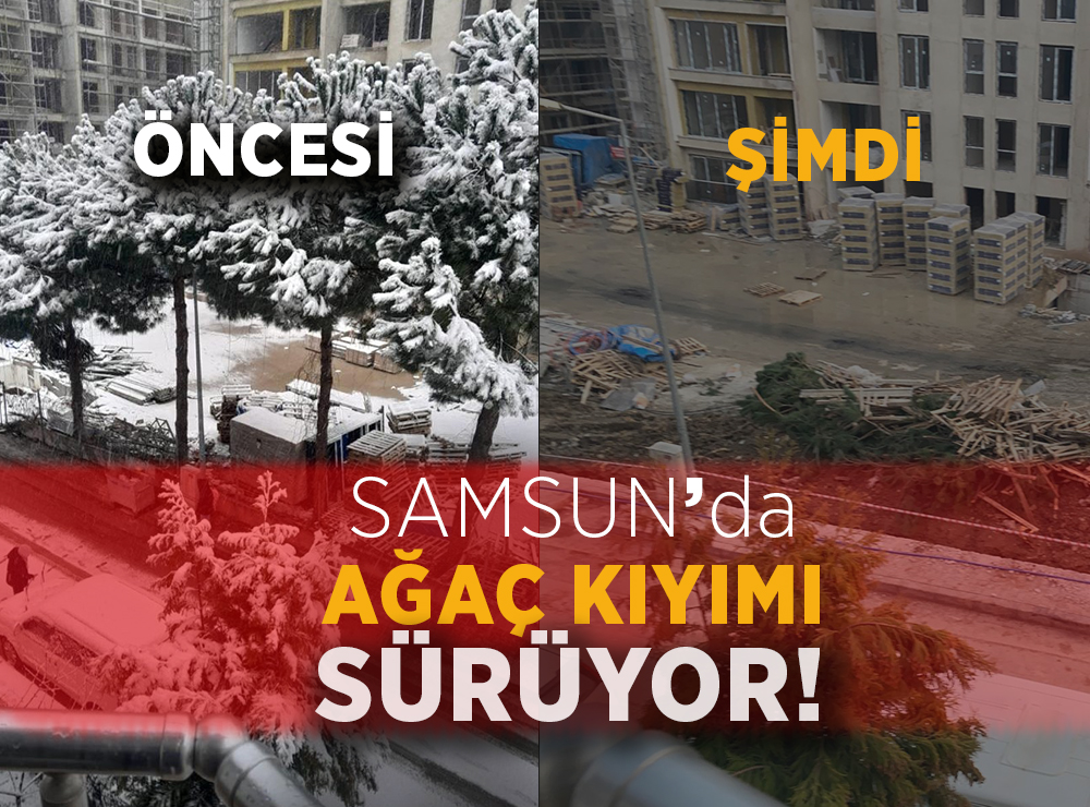 Samsun’da Ağaç Kıyımı Sürüyor!