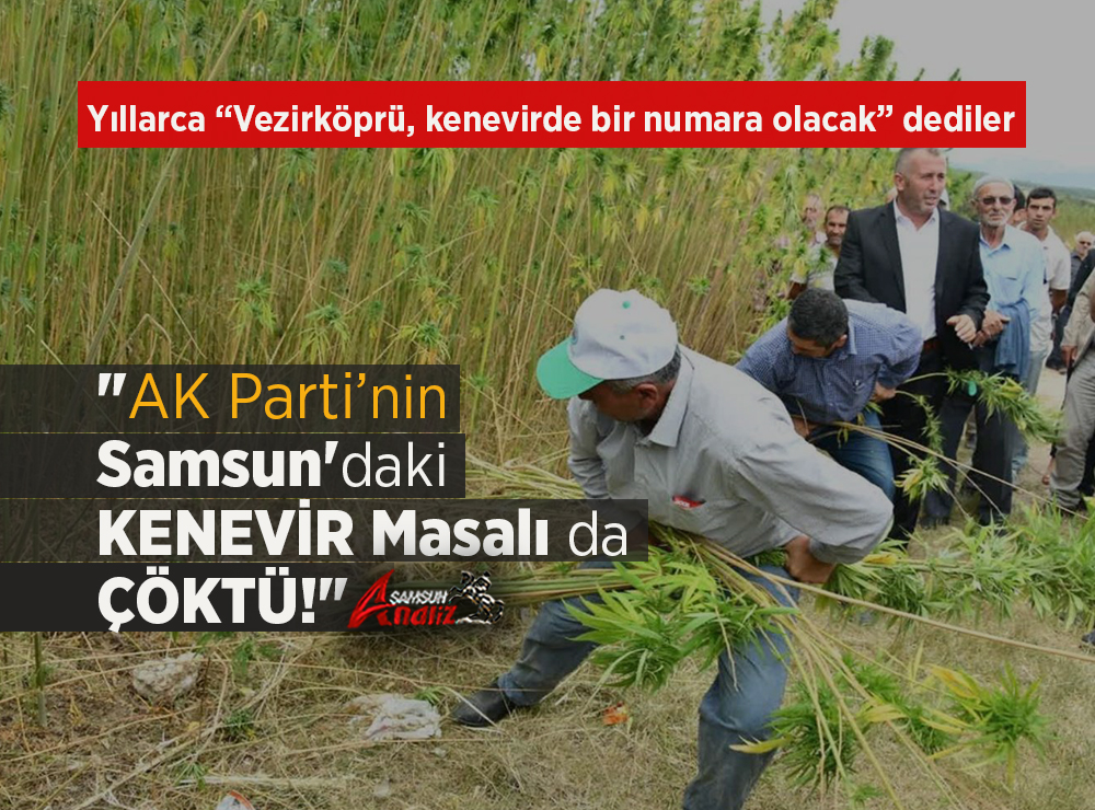 Vezirköprü’de Kenevir Masalı Çöktü!