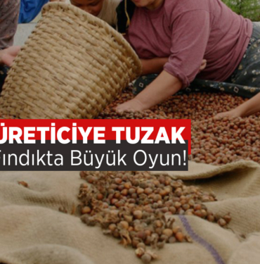 Fındıkta Büyük Tuzak