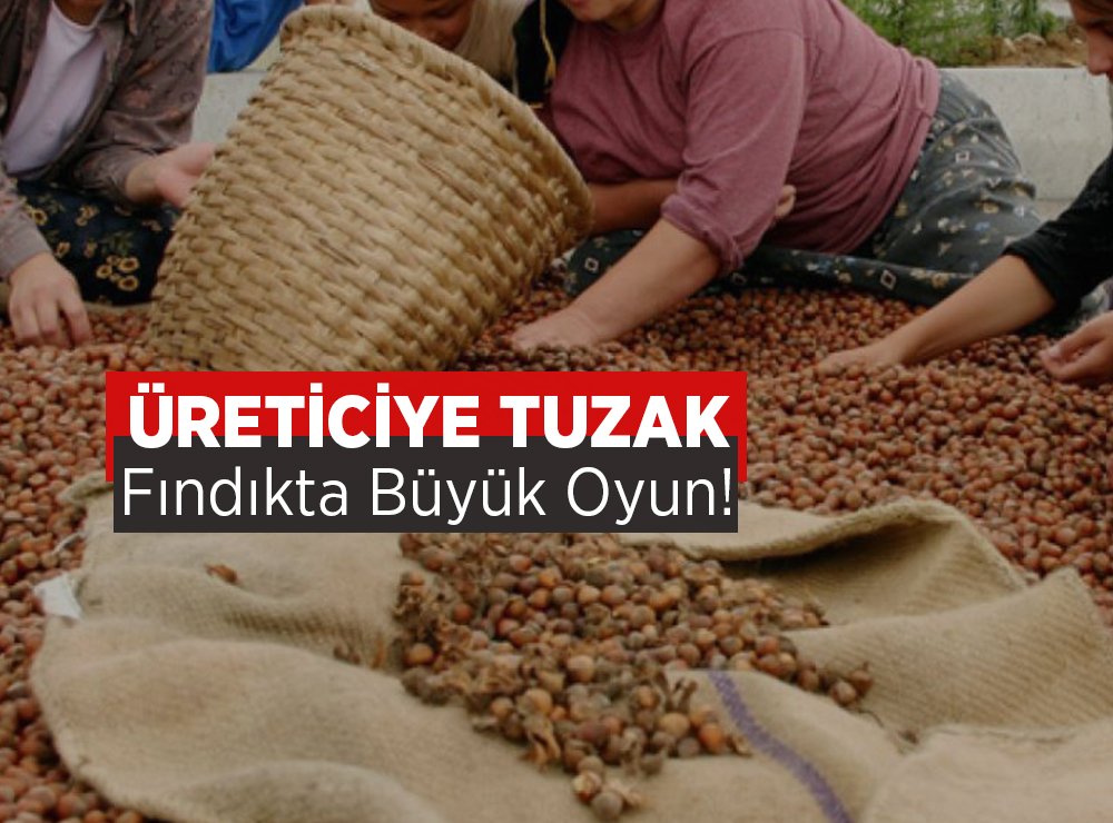 Fındıkta Büyük Tuzak