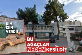 Samsun’da Cami Önündeki Sağlam Ağaçlar Kesildi