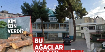 Samsun’da Cami Önündeki Sağlam Ağaçlar Kesildi