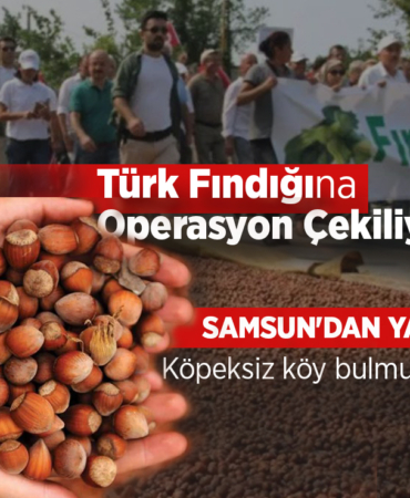 Türk Fındığına Operasyon Çekiliyor!