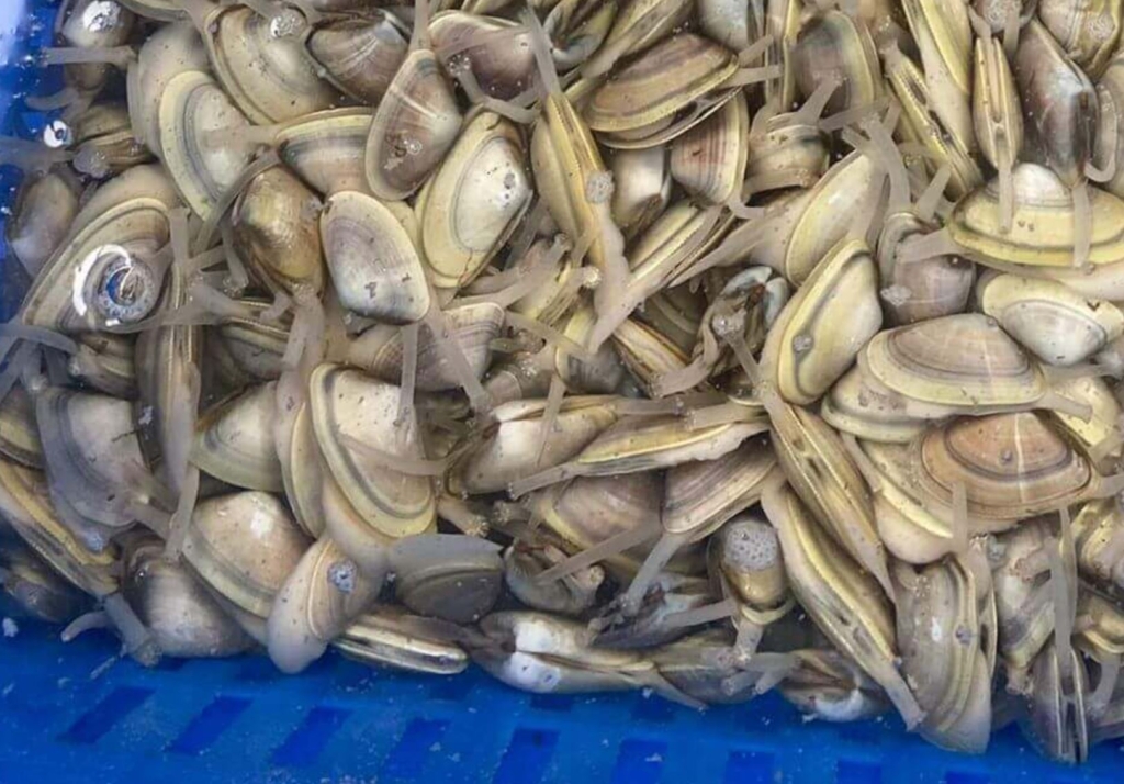 Kum Şırlanı