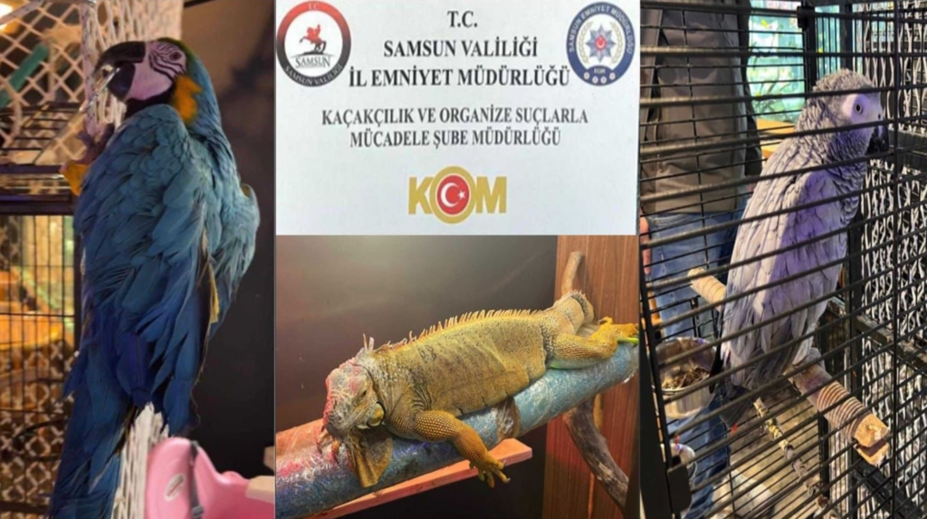 Samsun’da Kaçak İguana ve Papağan Operasyonu