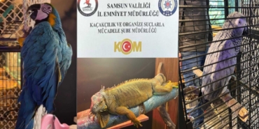Samsun’da Kaçak İguana ve Papağan Operasyonu