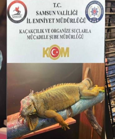 Samsun’da Kaçak İguana ve Papağan Operasyonu