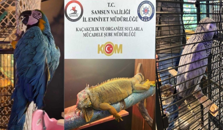 Samsun’da Kaçak İguana ve Papağan Operasyonu