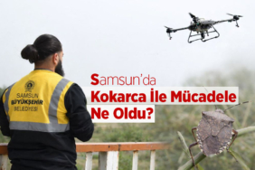 Samsun’da Kokarca İle Mücadele Ne Oldu