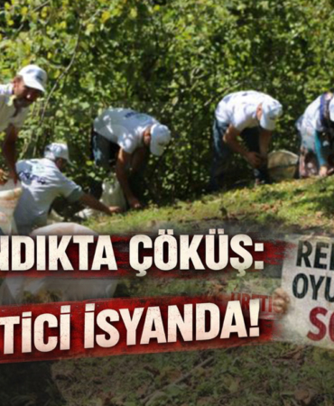 Fındıkta Çöküş Üretici İsyanda!