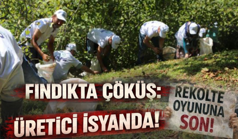 Fındıkta Çöküş: Üretici İsyanda!