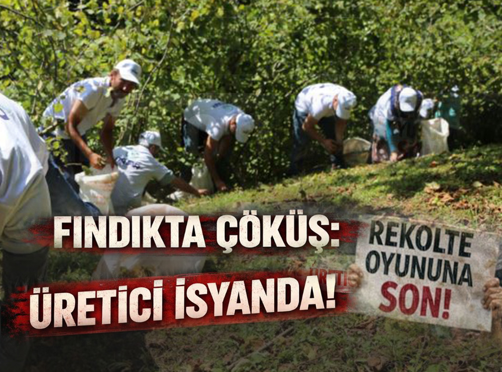 Fındıkta Çöküş Üretici İsyanda!