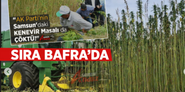Vezirköprü’de Beklenen Kenevir, Yönünü Bafra’ya Çevirdi