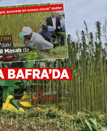 Vezirköprü’de Beklenen Kenevir, Yönünü Bafra’ya Çevirdi